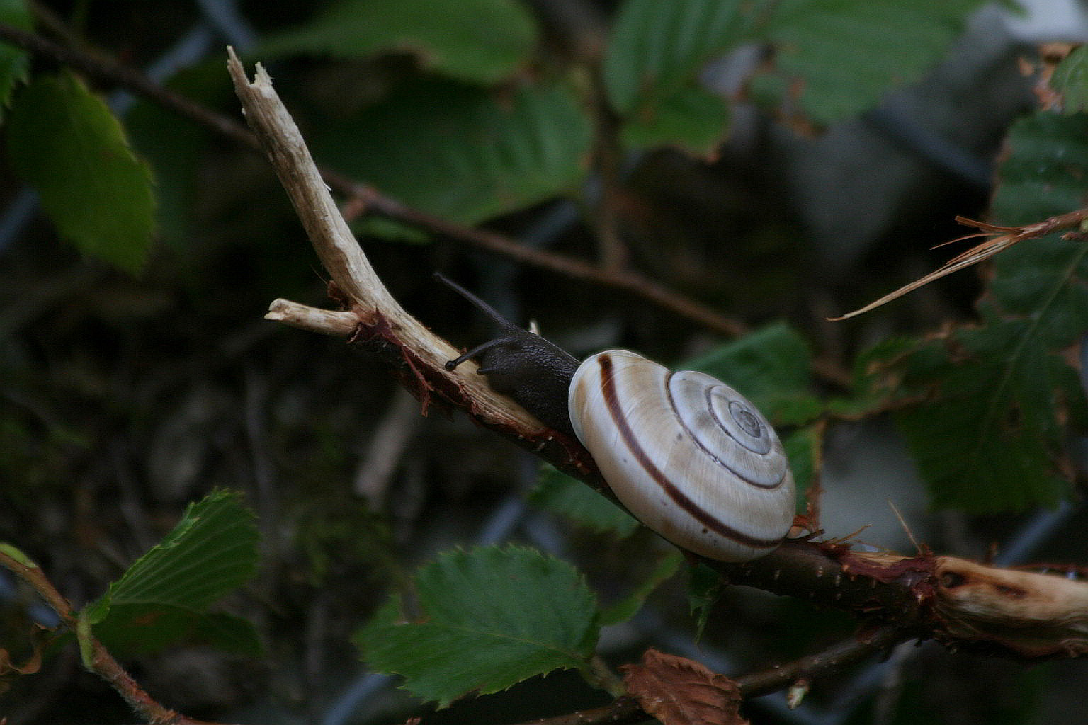 Chilostoma cingulatum baldense